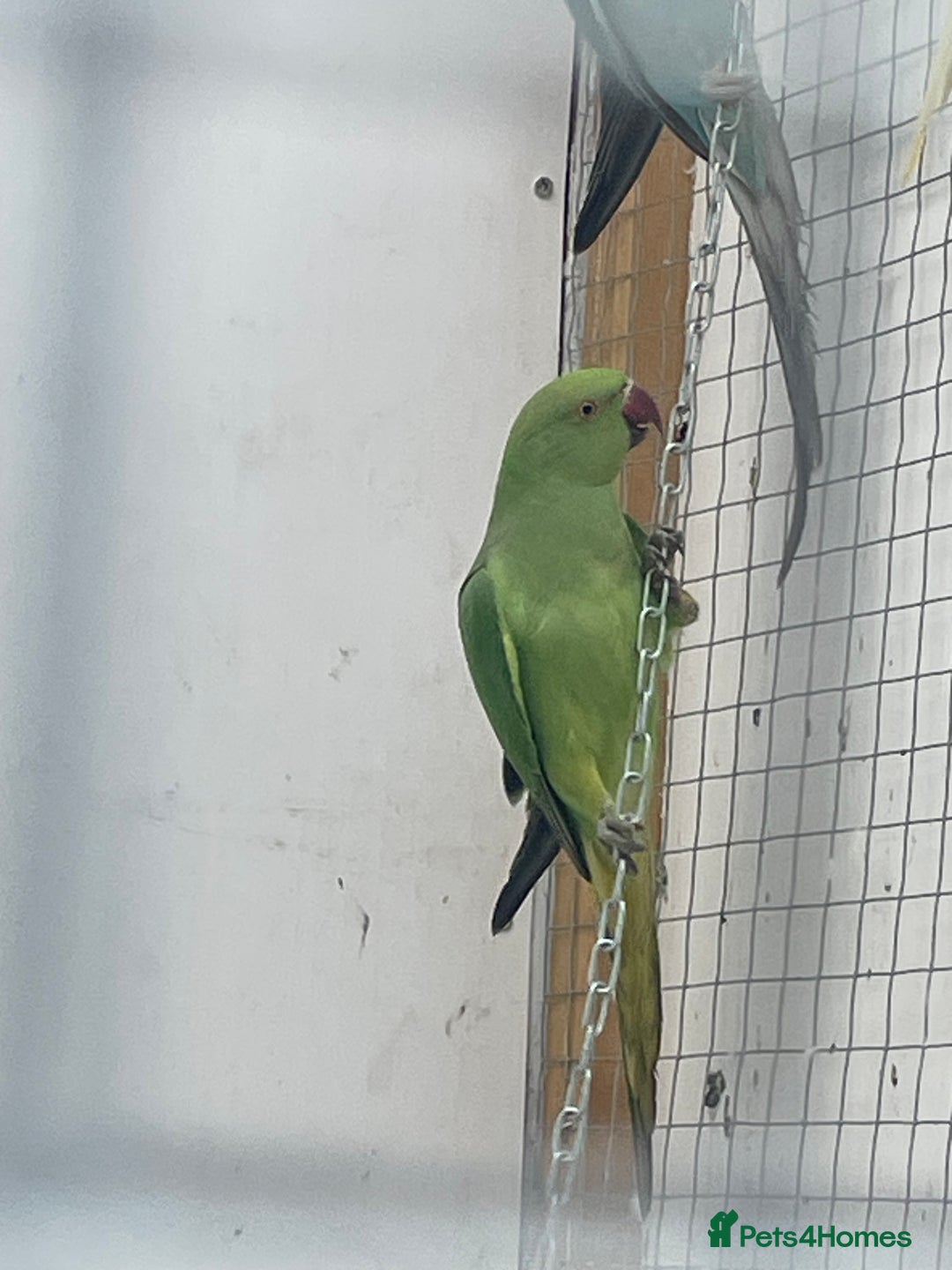 Ringnecks birds for sale: Indian ringneck  - Advert 6