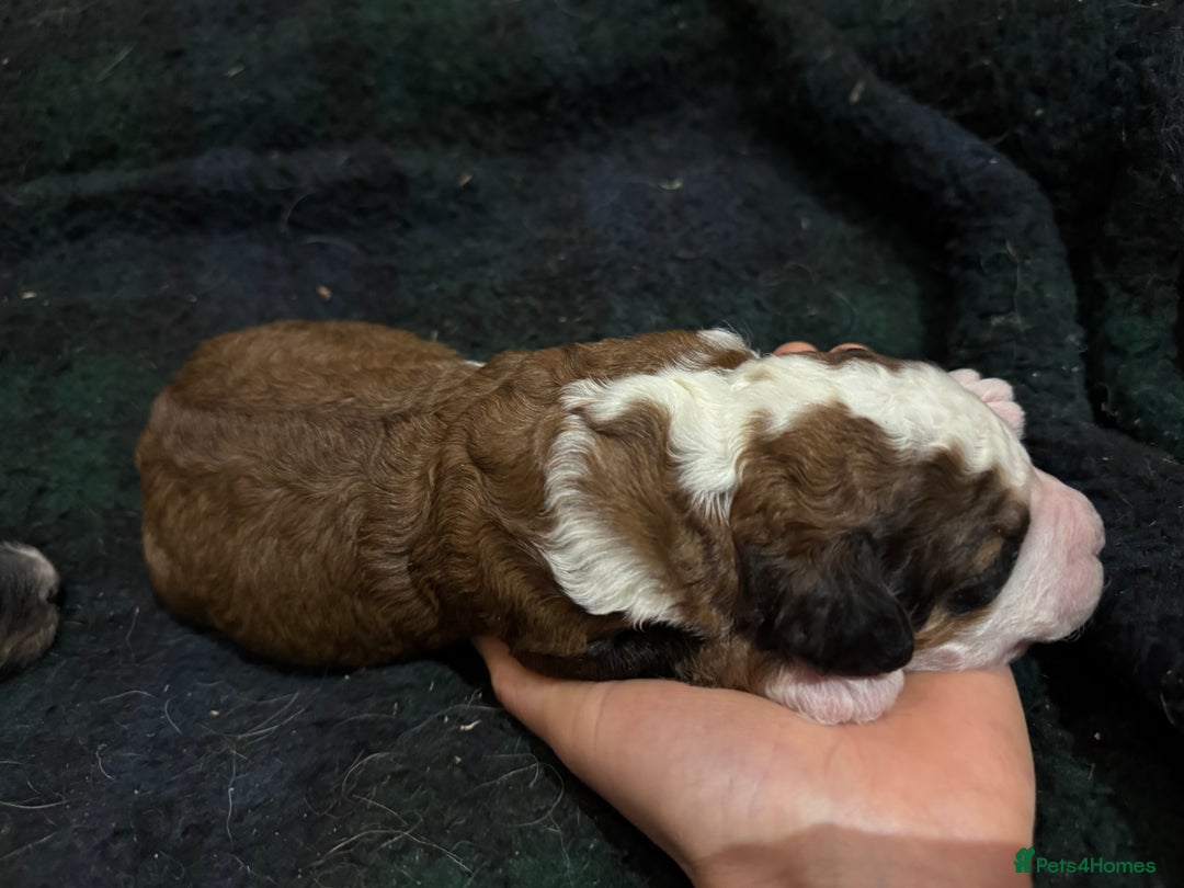 Bernedoodle dogs for sale: Bernedoodle F1B puppies - Image 21