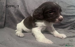 English Springer Spaniel dogs for sale: Liver and white springer spaniel’s  - Advert 5