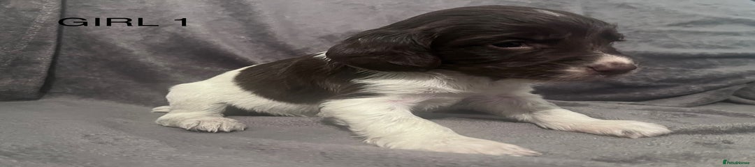 English Springer Spaniel Puppy 5