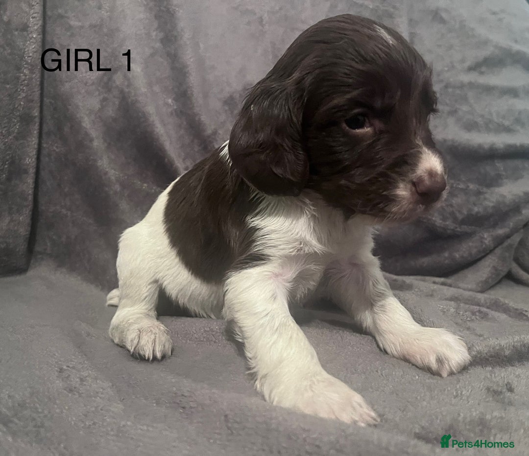 English Springer Spaniel dogs for sale: Liver and white springer spaniel’s  - Advert 5