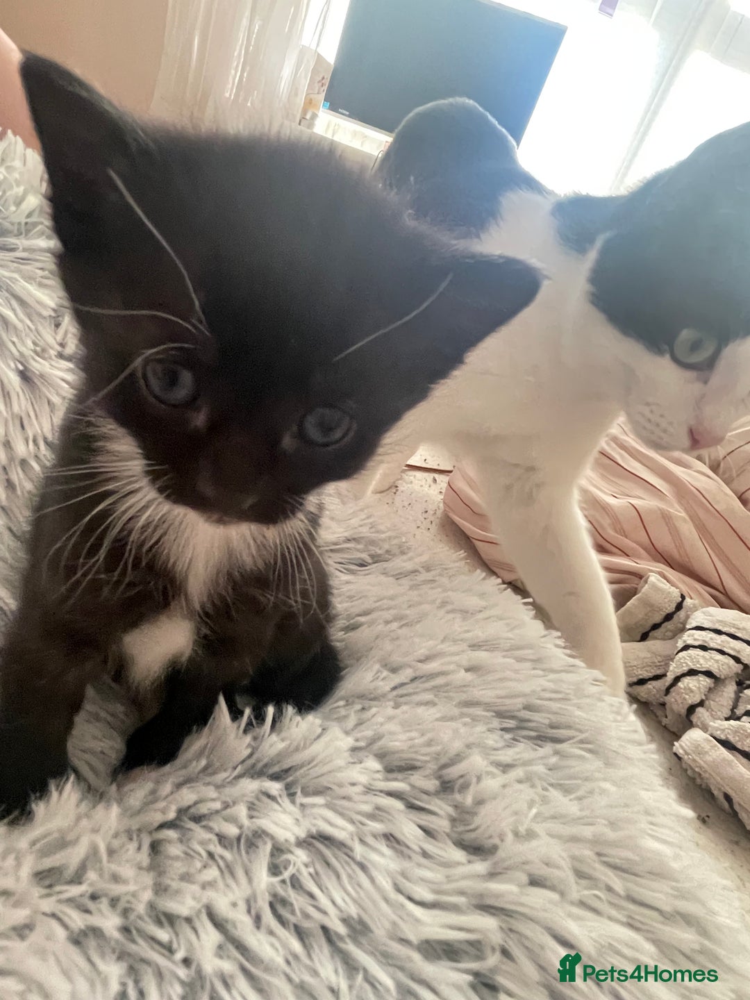 Mixed Breed cats for sale: Mixed kitten  - Advert 6