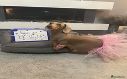 Miniature Dachshund dogs for sale: KC Reg short haired miniature dachshunds - Image 29
