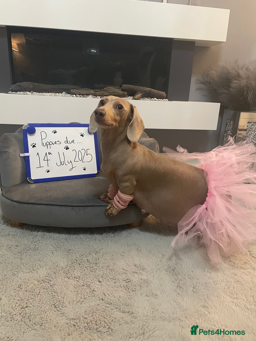 Miniature Dachshund dogs for sale: KC Reg short haired miniature dachshunds - Image 29