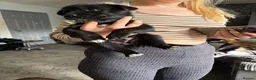 Mixed Breed dogs for sale: 7 huskadors please check prices - Advert 9