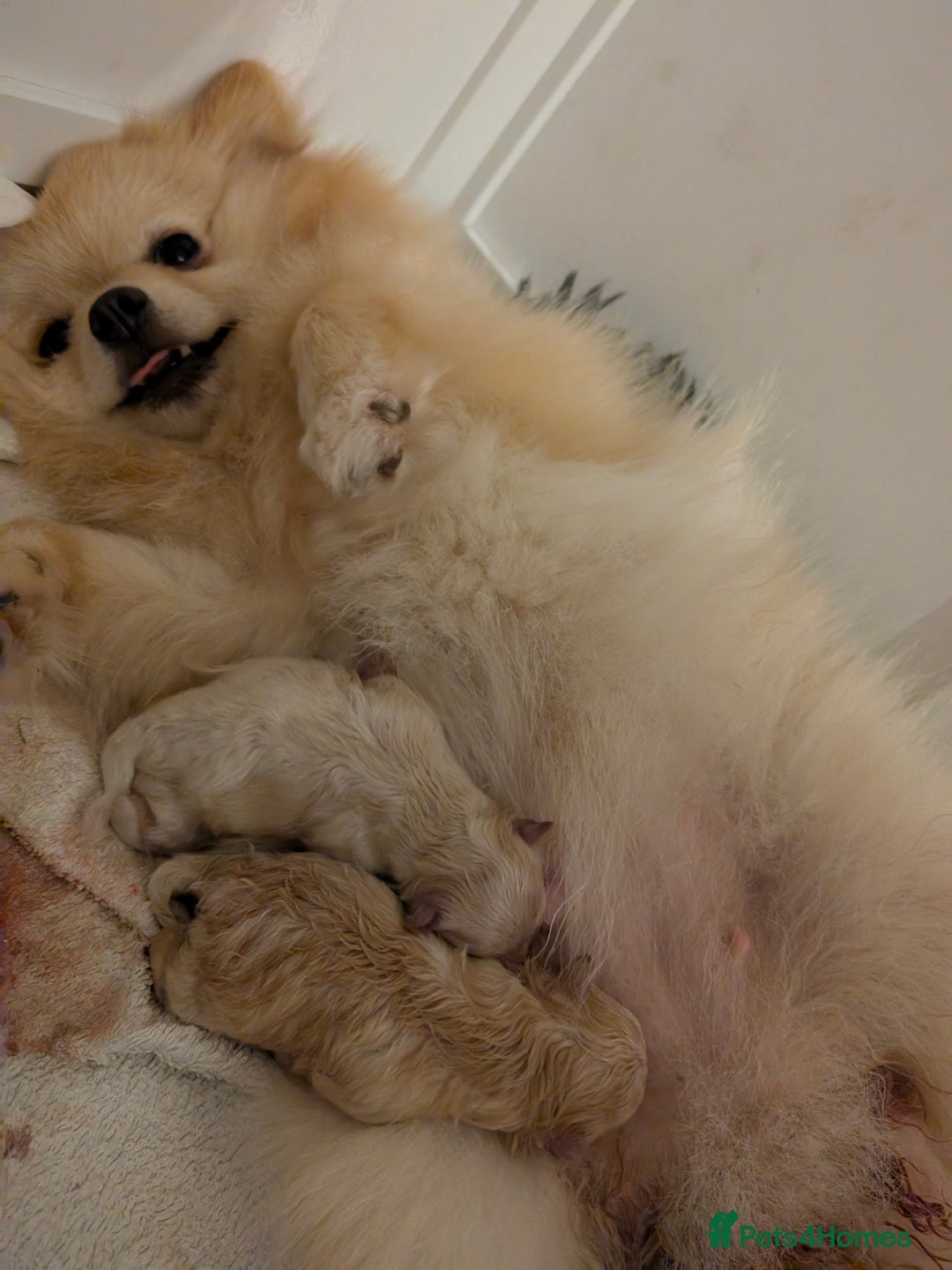 Pomeranian dogs for sale: Beautiful pure Pomeranians tiny babys - Advert 5