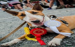 English Bull Terrier dogs for stud: ENGLISH BULL TERRIER STUD DOG - KC Registered - Image 1