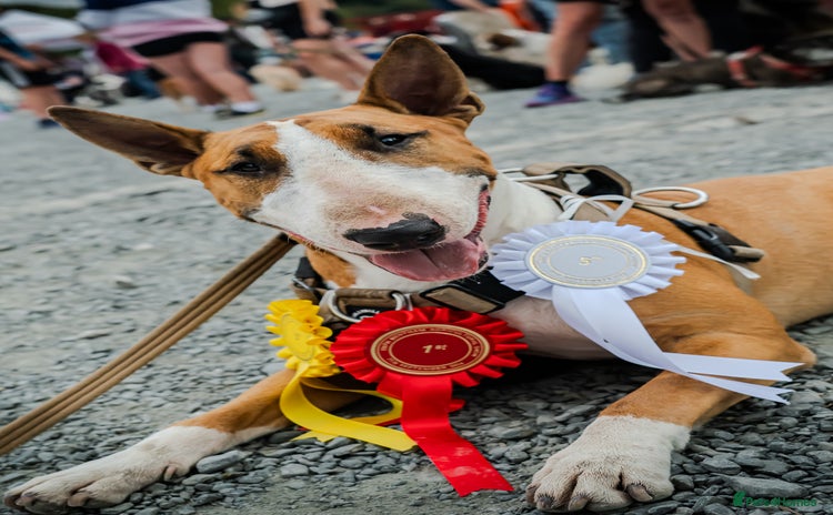 English Bull Terrier dogs - Advert 2