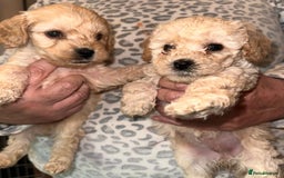 Cavapoo dogs for sale: Stunning Cavapoo puppies - Image 10