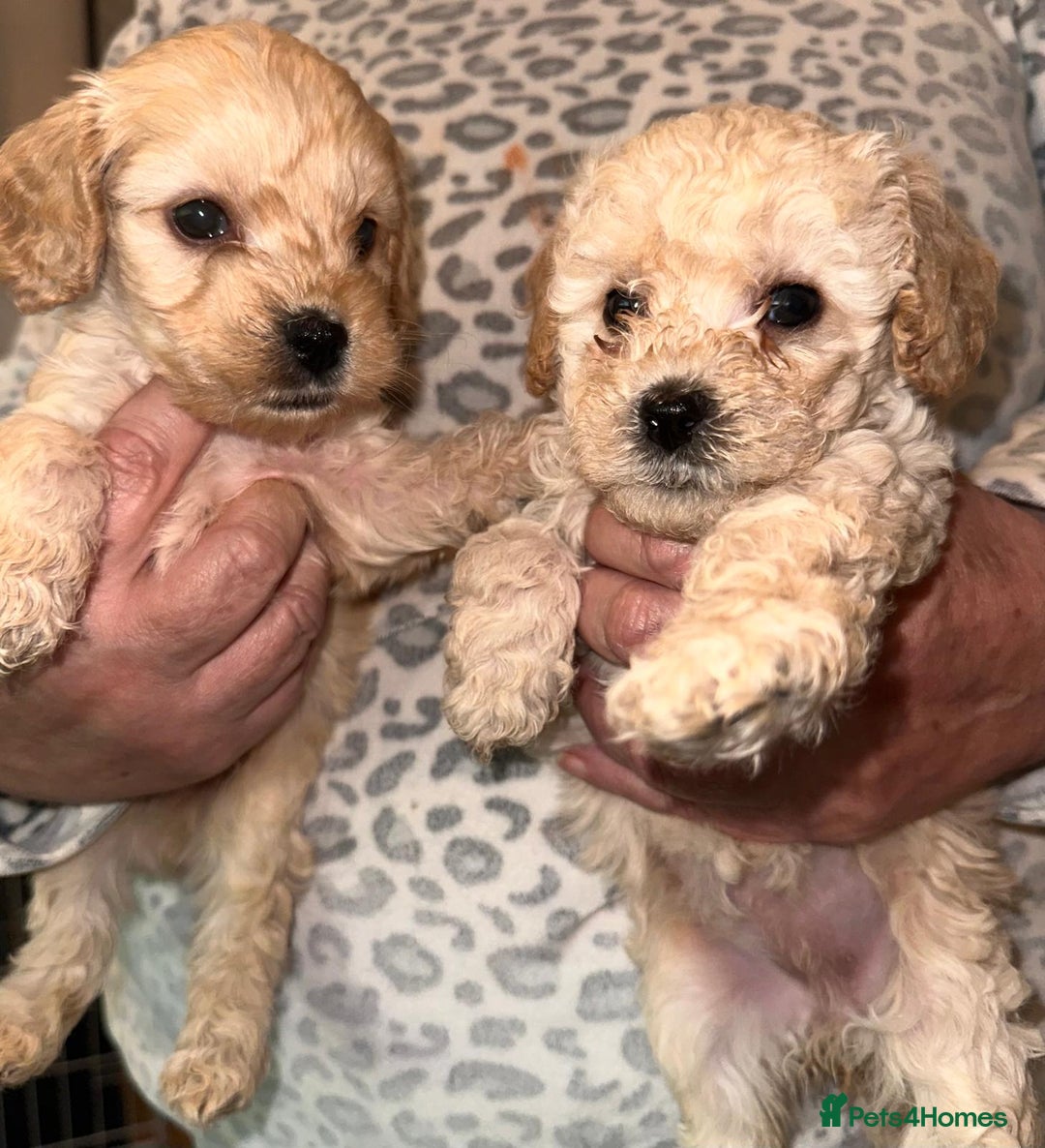 Cavapoo dogs for sale: Stunning Cavapoo puppies - Image 10
