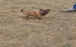 Mixed Breed dogs for sale: Chocolate frenchie X Chow carrying pink  - Image 29