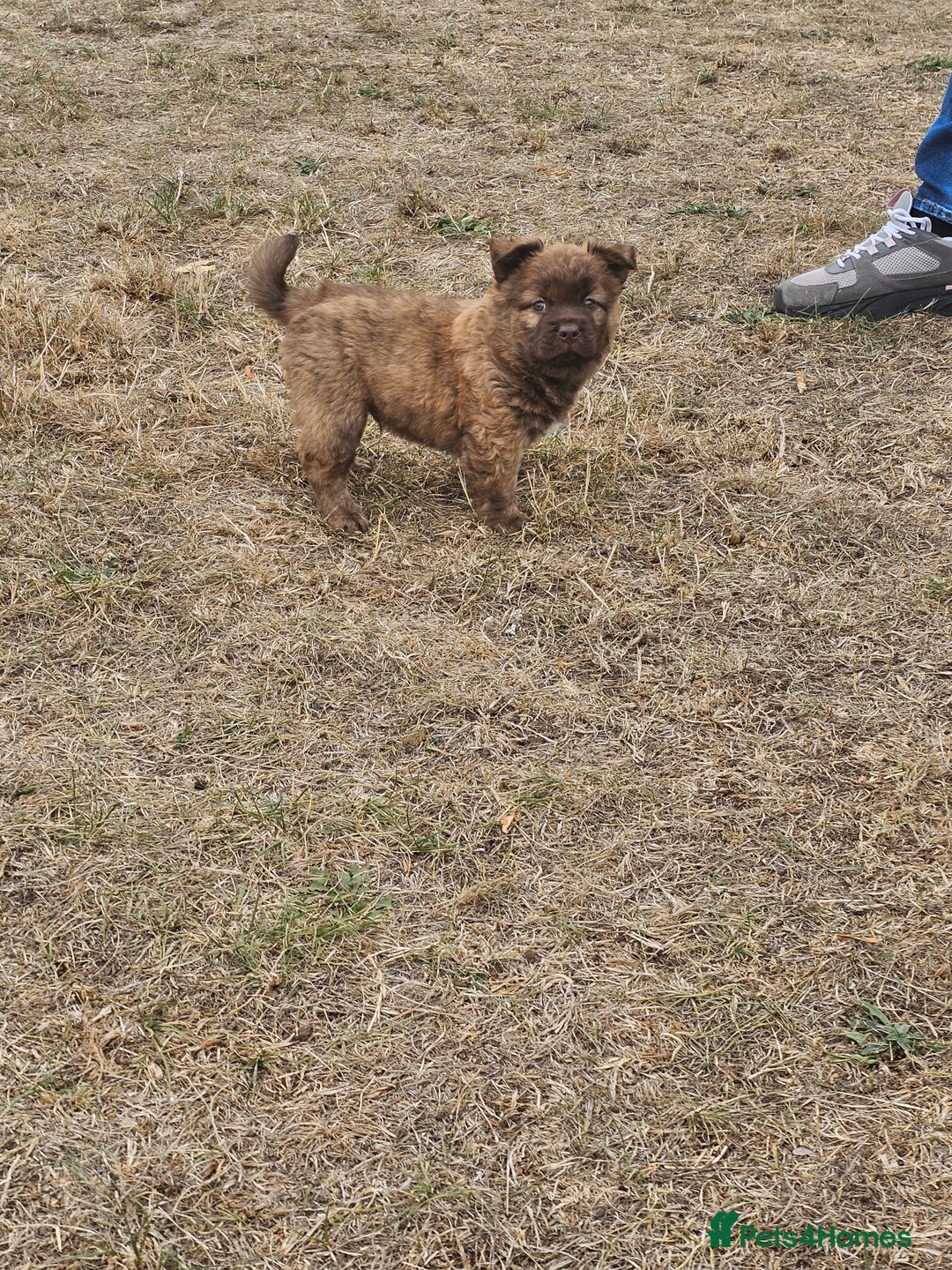Mixed Breed dogs for sale: Chocolate frenchie X Chow carrying pink  - Image 29