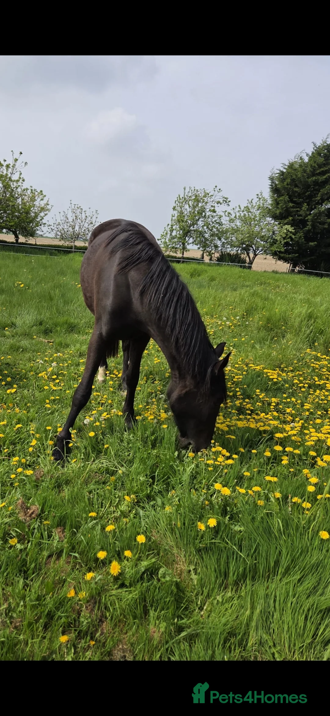 Irish Sports horses for sale: ISH filly in Brandon - Advert 8