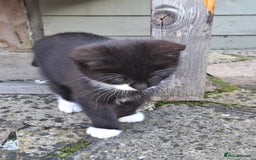 Mixed Breed cats for sale: Black and white kittens  - Image 5