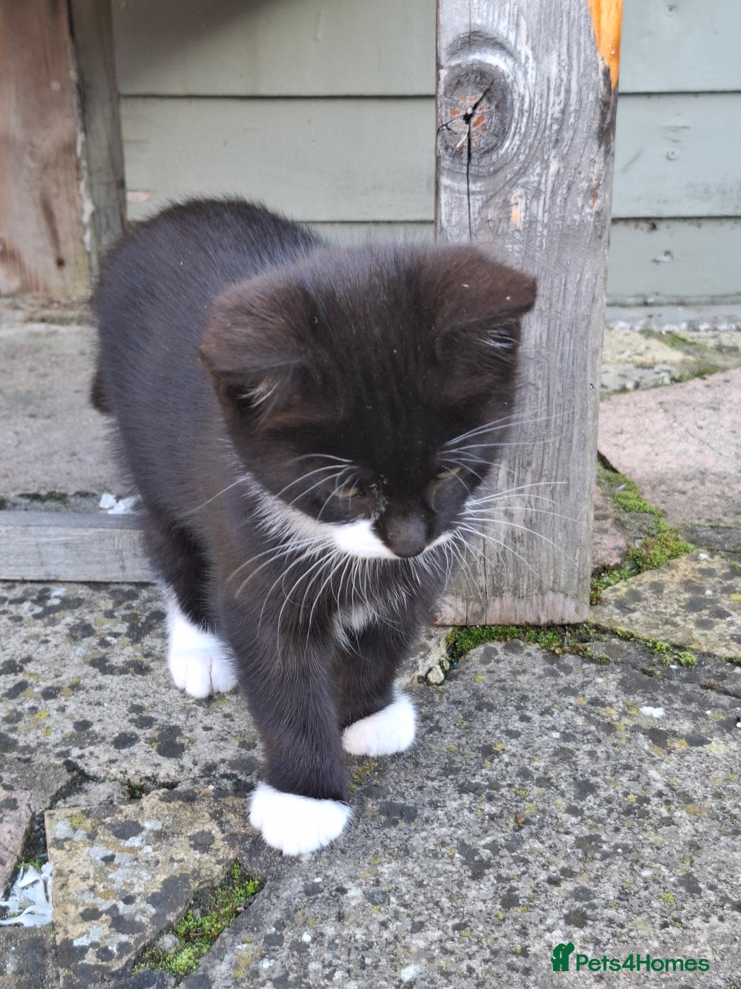 Mixed Breed cats for sale: Black and white kittens  - Image 5