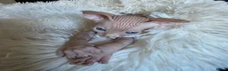 Sphynx cats for sale: Beautiful Canadian Sphynx Kittens Available 💎 - Advert 22