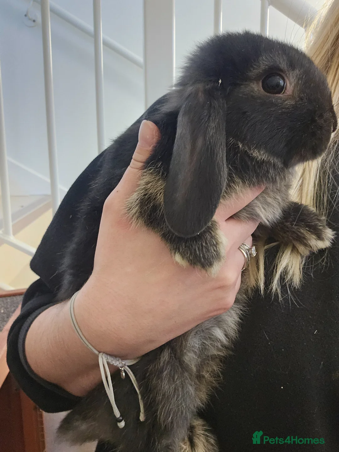 Mini Lion Lop rabbits for sale: Mini Lion Lop and Mini Lop both males - Advert 2