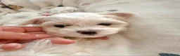 Maltese dogs for sale: GORGEOUS KOREAN MALTESE PUPPIES - Advert 27