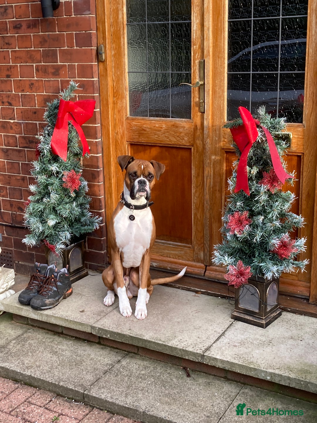 Boxer dogs for stud: Handsome Boxer for Stud  in Beverley - Advert 8