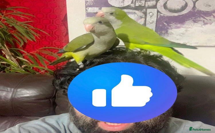 Parakeets birds - Advert 2