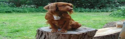 Cocker Spaniel dogs for stud: Working Cocker.DNA clear FN,PRA,AMS,PP.Dorset - Advert 3