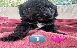 Bordoodle dogs for sale: Adorable Bordoodle (collie-poo) pups for sale  - Image 34