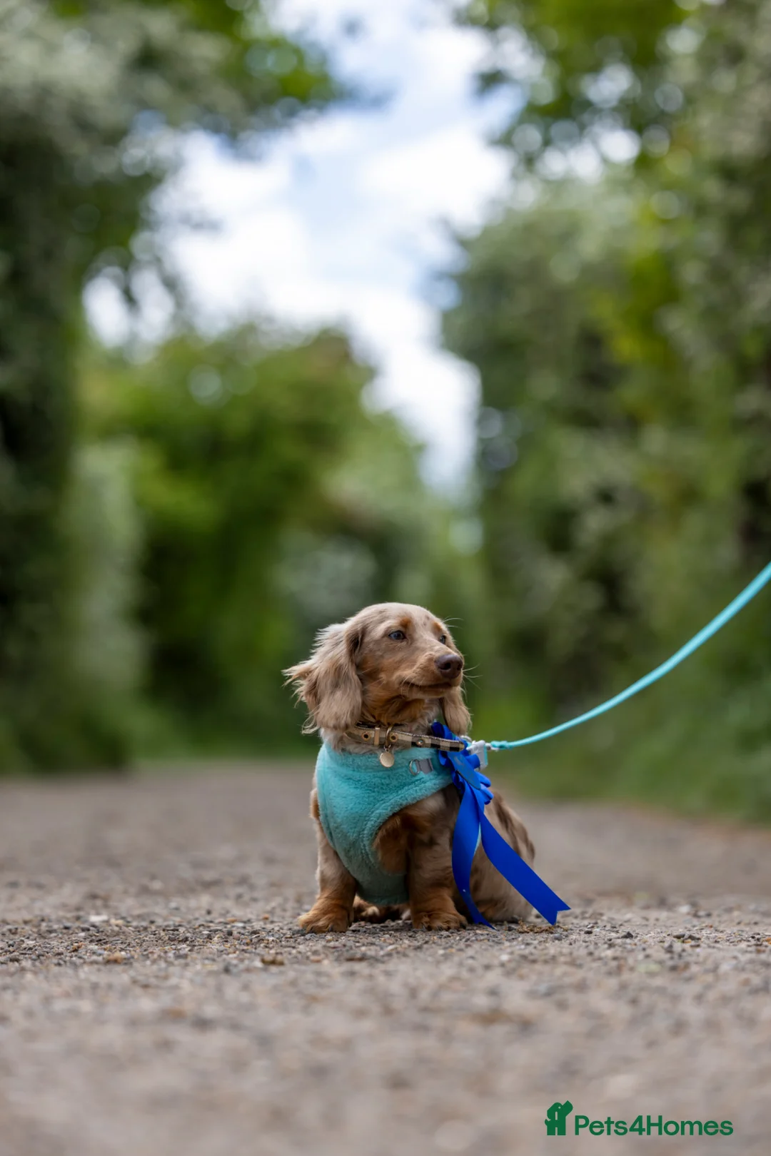 Miniature Dachshund dogs for stud: TINDER longhair chocolate dapple for stud  - Advert 2
