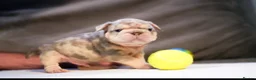 French Bulldog dogs for sale: Fluffy  **  French Bulldogs Puppy - Advert 26