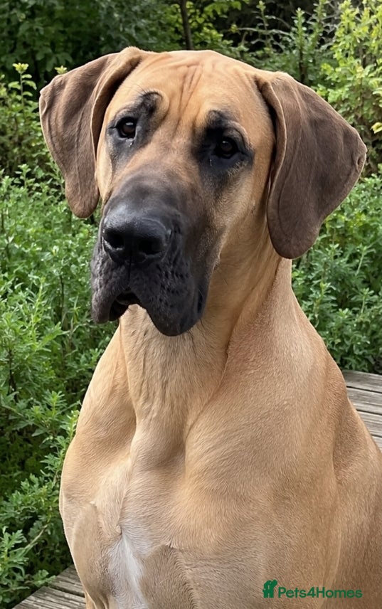 Great Dane dogs 💛 Beautiful Fawn Great Dane Female 💛 - Advert 1