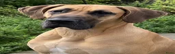 Great Dane dogs for sale: 💛 Beautiful Fawn Great Dane Female 💛 - Advert 1