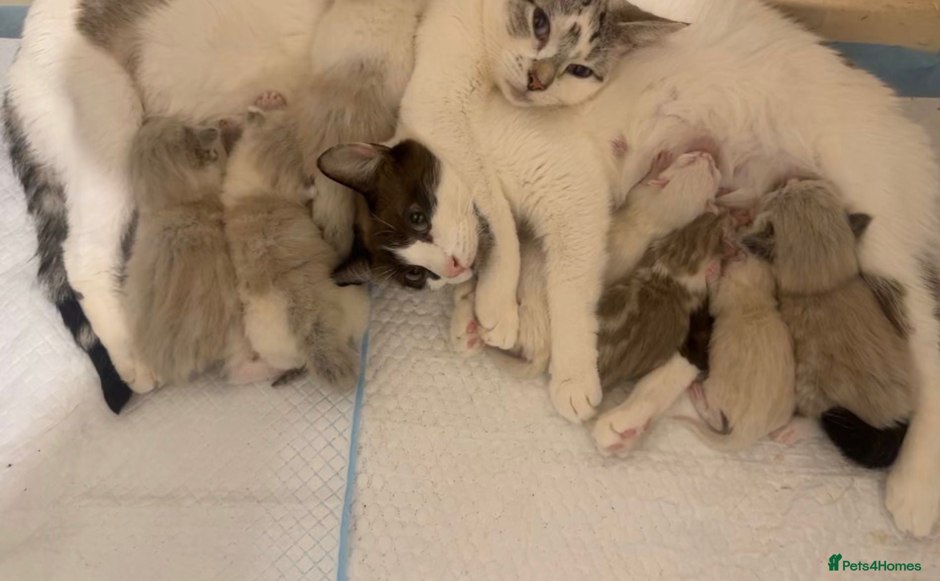 Ragdoll cats Ragdoll kittens  - Advert 5