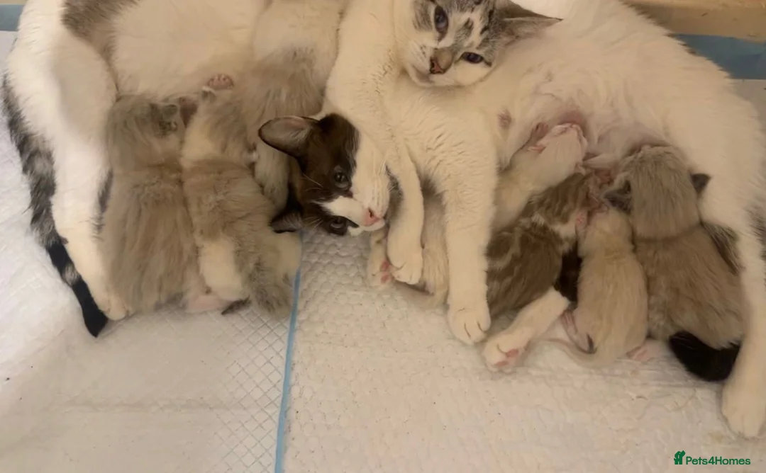 Ragdoll cats for sale: Ragdoll kittens  - Advert 2