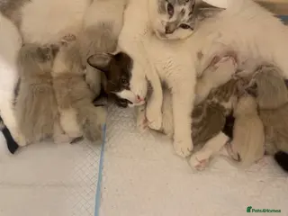 Ragdoll cats Ragdoll kittens - Advert 5