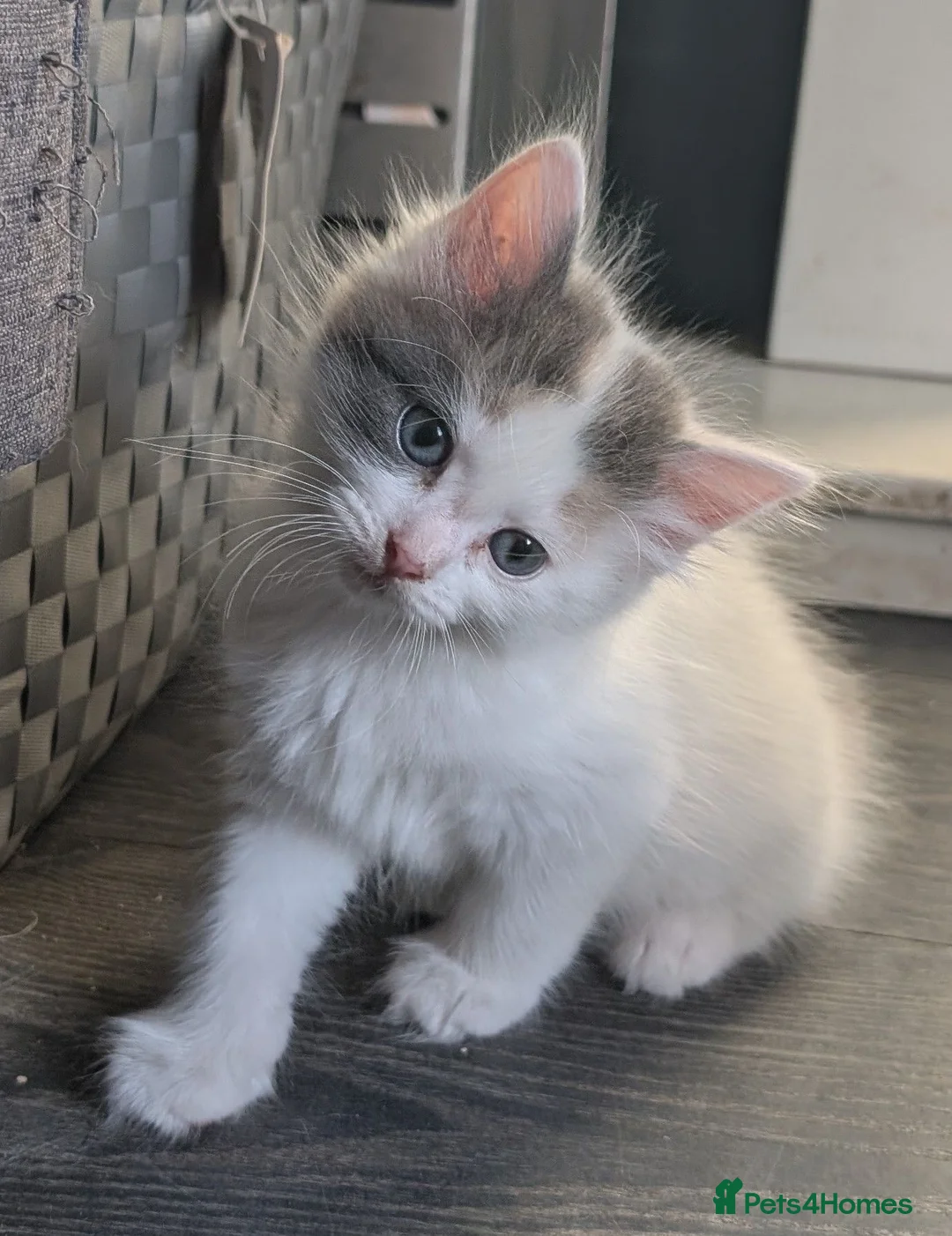 Maine Coon cats for sale: Maine coon x Ragdoll kittens - Advert 2