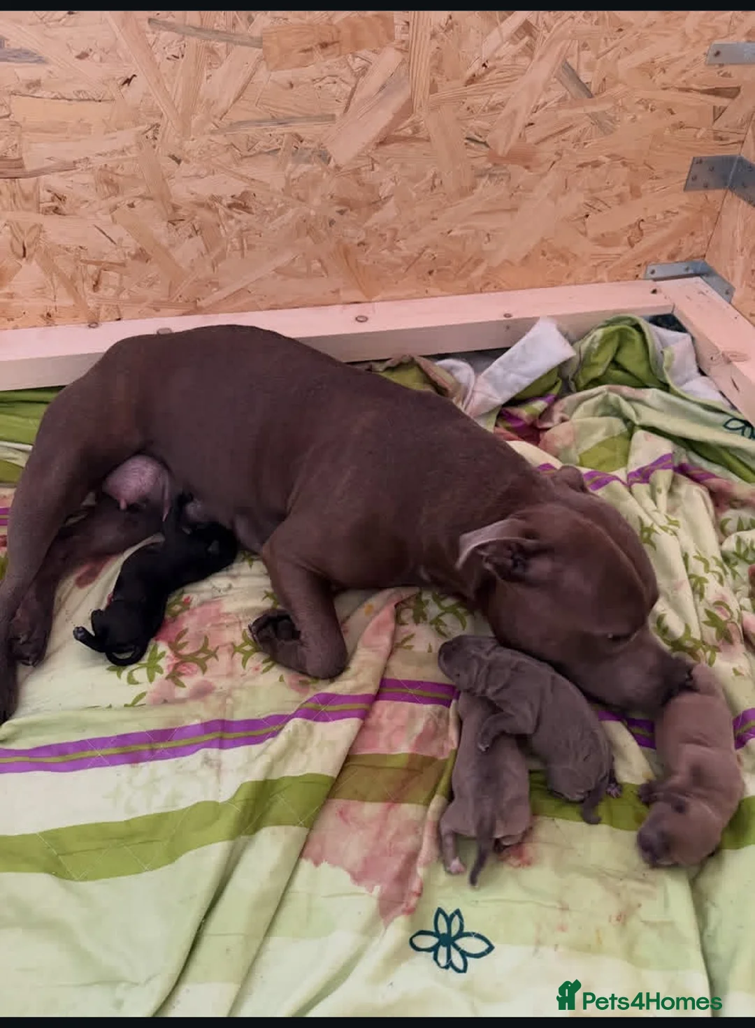 Staffordshire Bull Terrier dogs for sale: %Solid Pure Staffy Puppies Available  in Birmingham - Advert 19