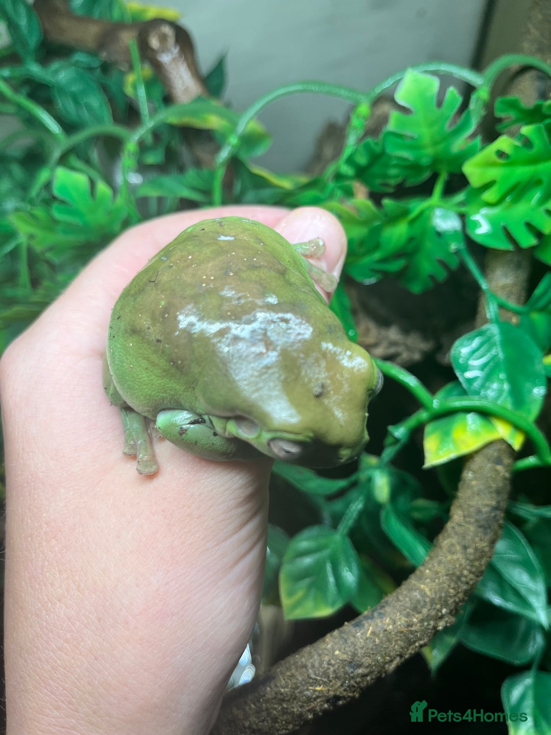 Frog reptiles for sale: Three whites tree frogs including terrarium  - Image 3