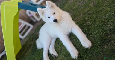 Samoyed dogs - Advert 15