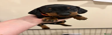 Dachshund Puppy 3