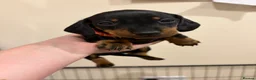 Dachshund dogs for sale: Dachshund puppies  - Advert 4