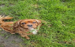 Cavalier King Charles Spaniel dogs for sale: Ruby Cavalier Seeks Loving Home - Image 3