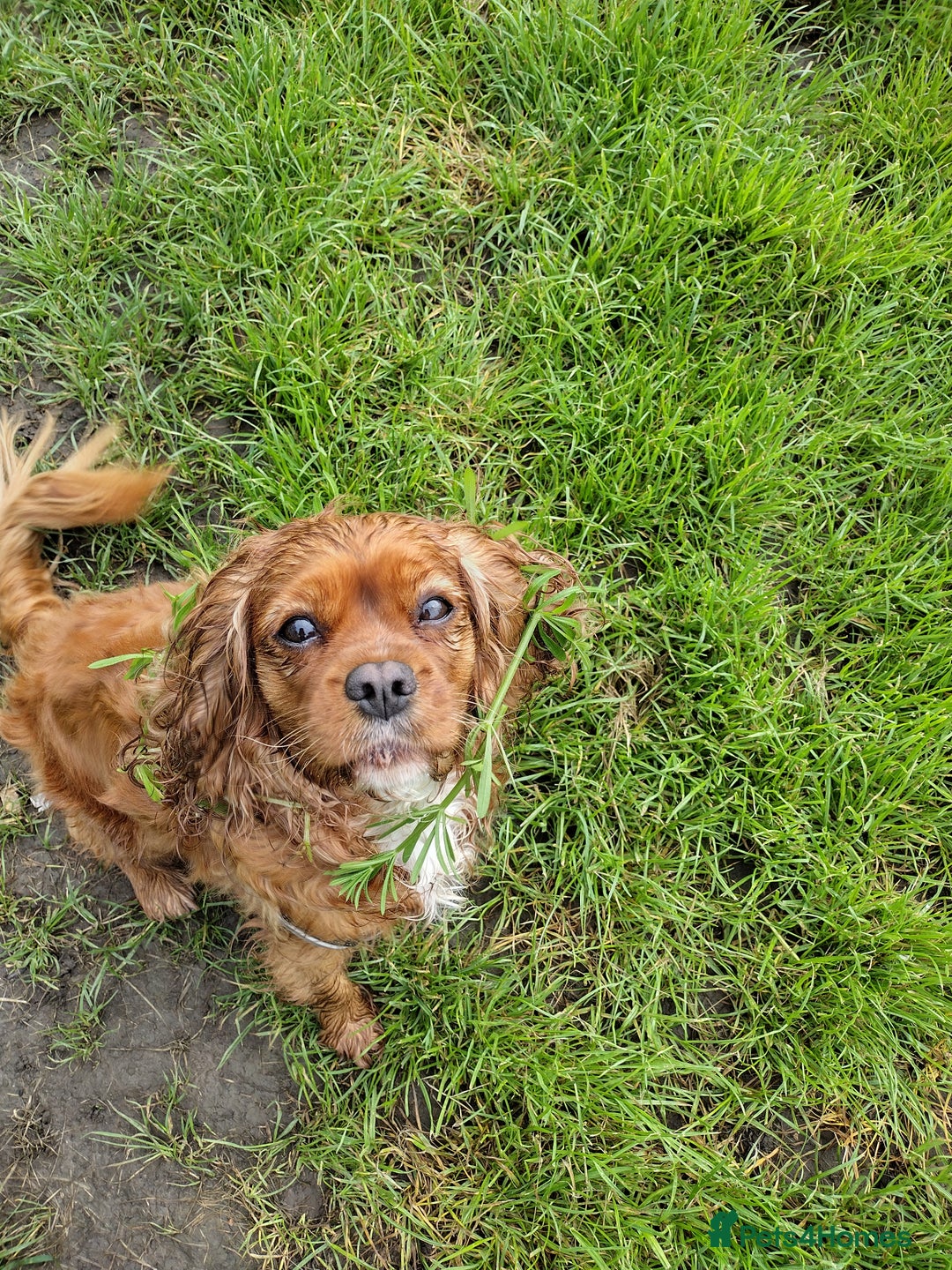 Cavalier King Charles Spaniel dogs for sale: Ruby Cavalier Seeks Loving Home - Image 3