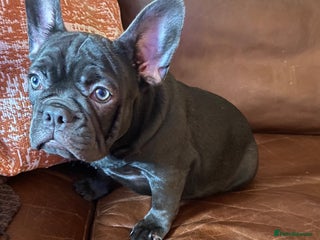 French Bulldog dogs Lovely 1 French Bulldog Girl 🐶 & 2 Boys 🐶❤️ - Advert 17