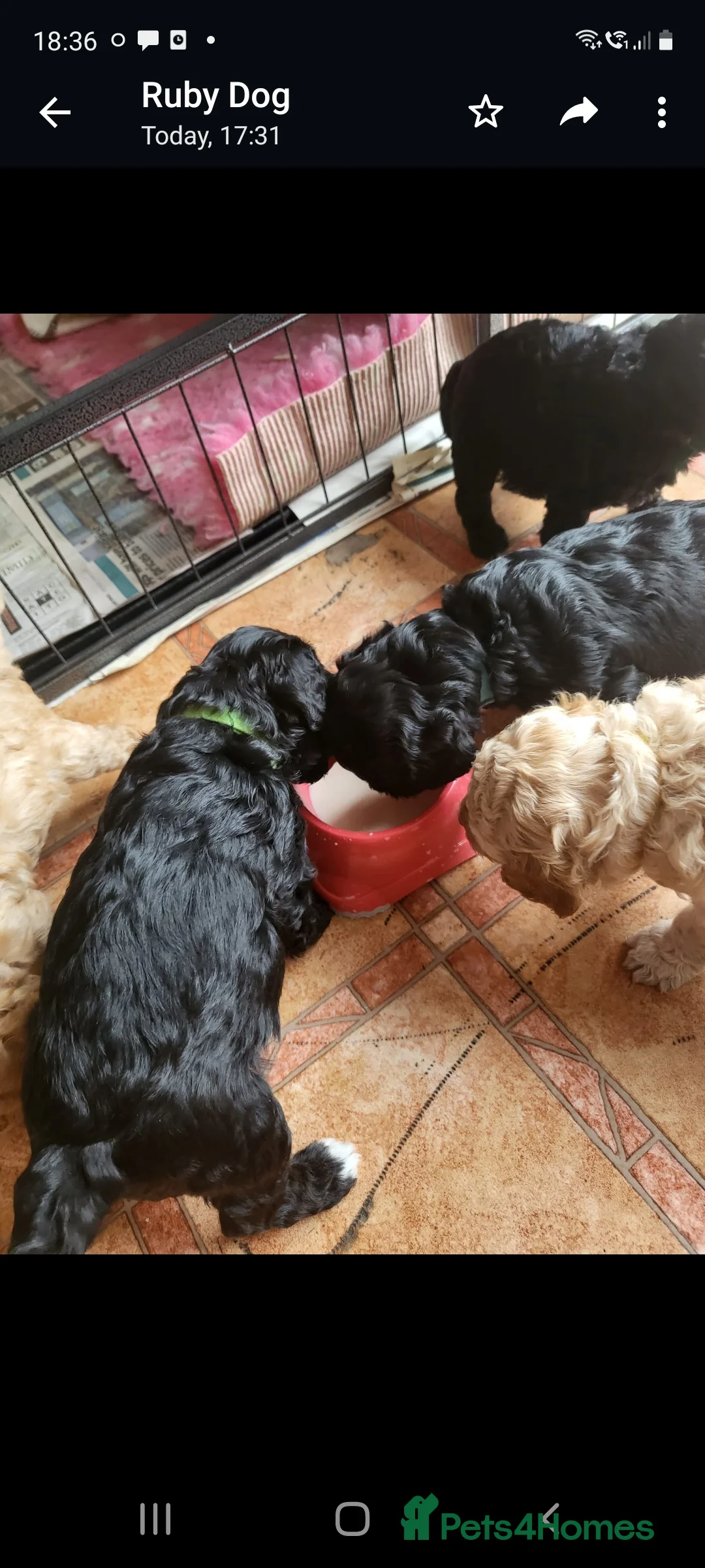 Cavapoo dogs for stud:  PROVEN F1 Cavapoo for stud in Birmingham - Advert 13