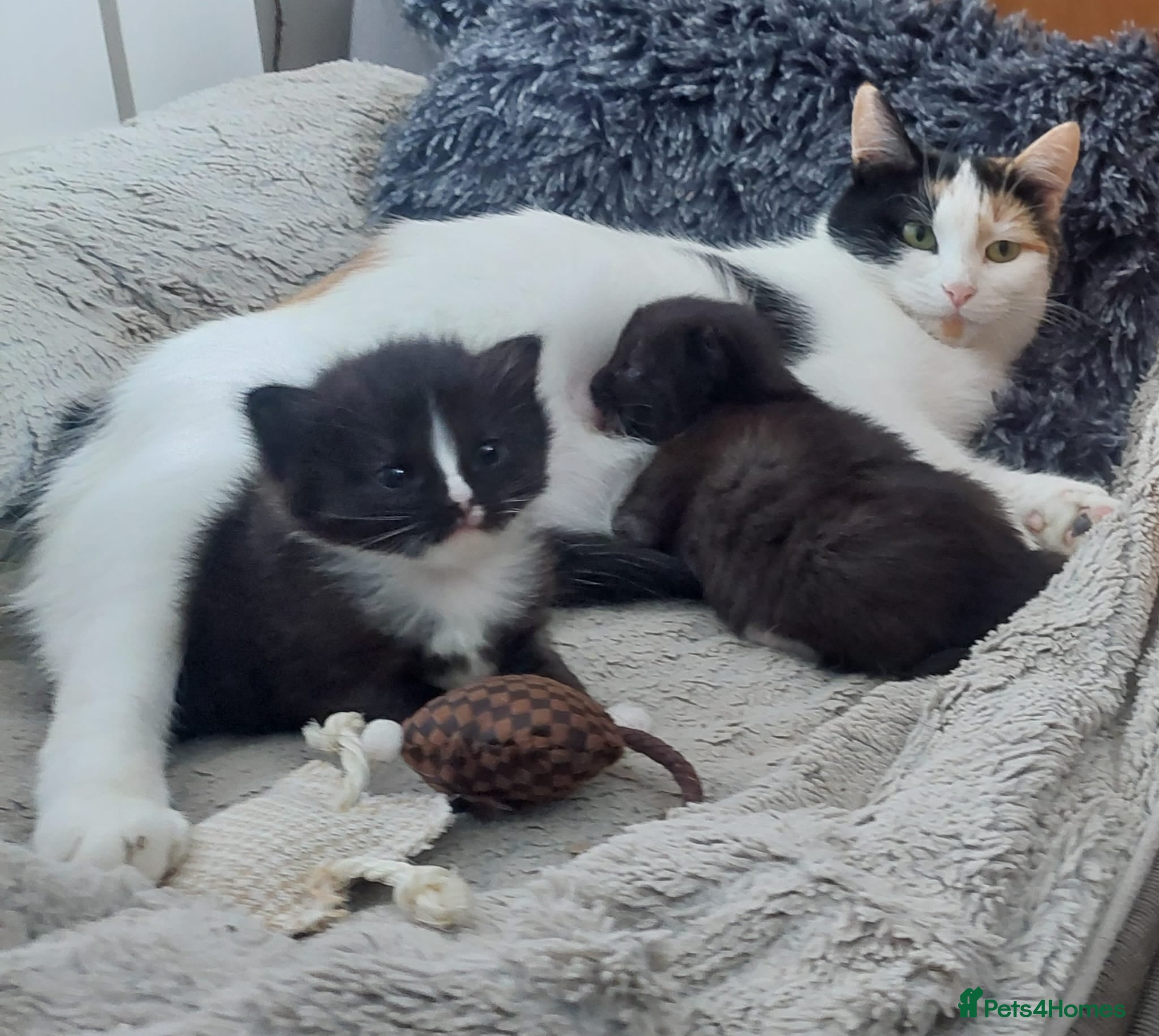 Mixed Breed cats Long‑Haired beautiful Ragdoll Cross Kittens - Advert 1