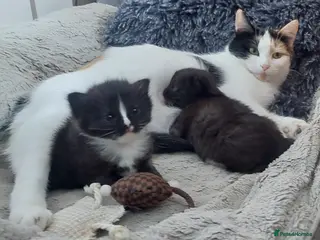 Mixed Breed cats Long‑Haired beautiful Ragdoll Cross Kittens - Advert 1