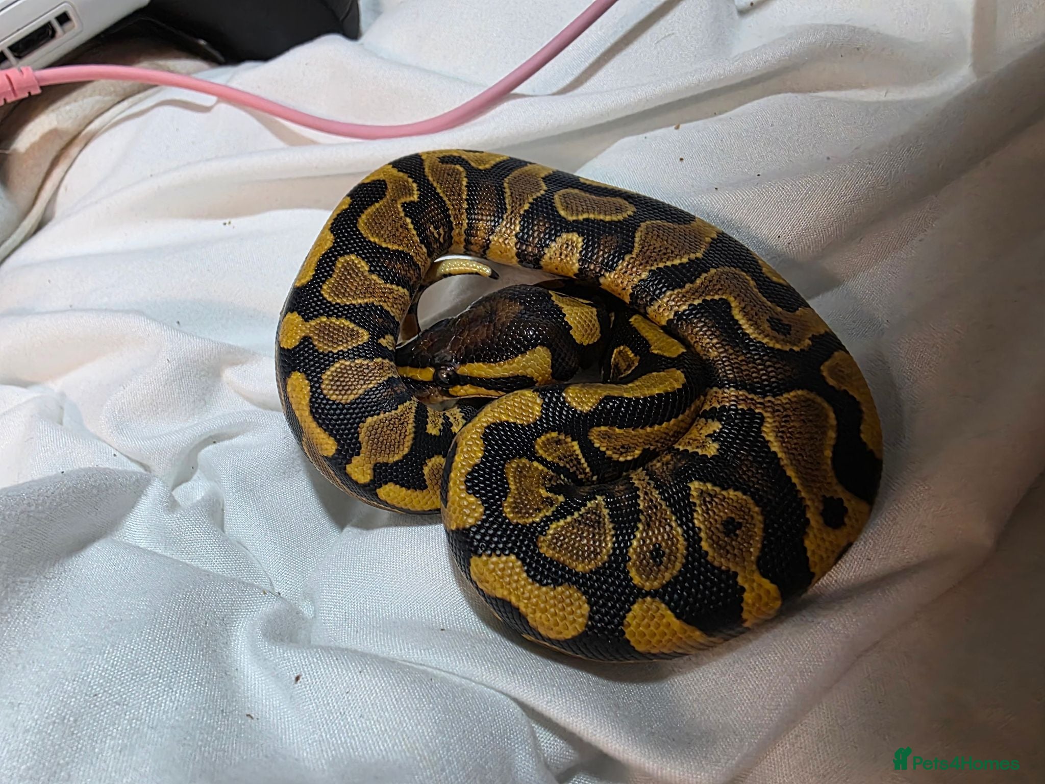 Python Snake reptiles Baby ball pythons  - Advert 13