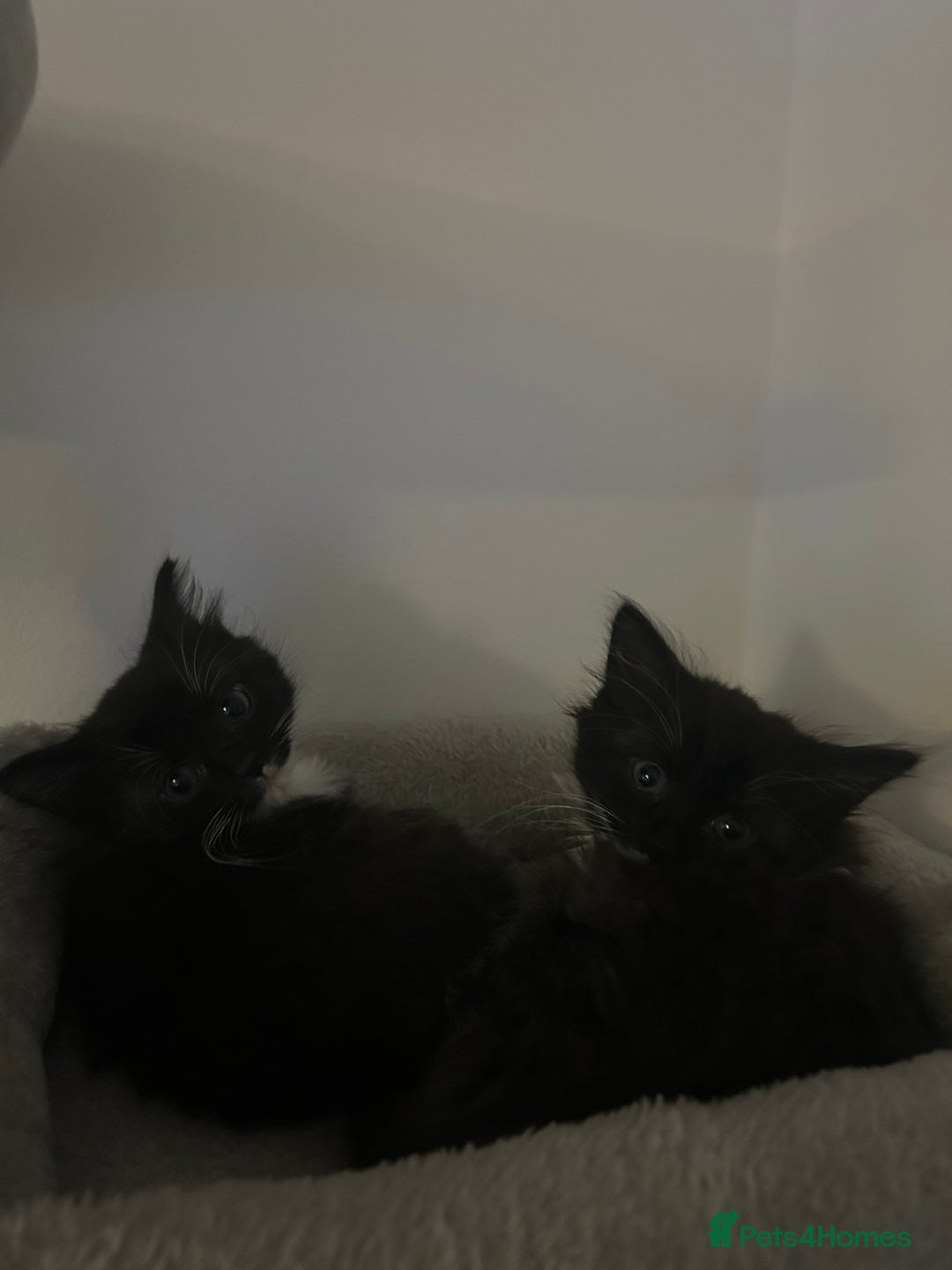 Mixed Breed cats for sale: Beautiful Kittens ready for their forever home!!  - Image 3