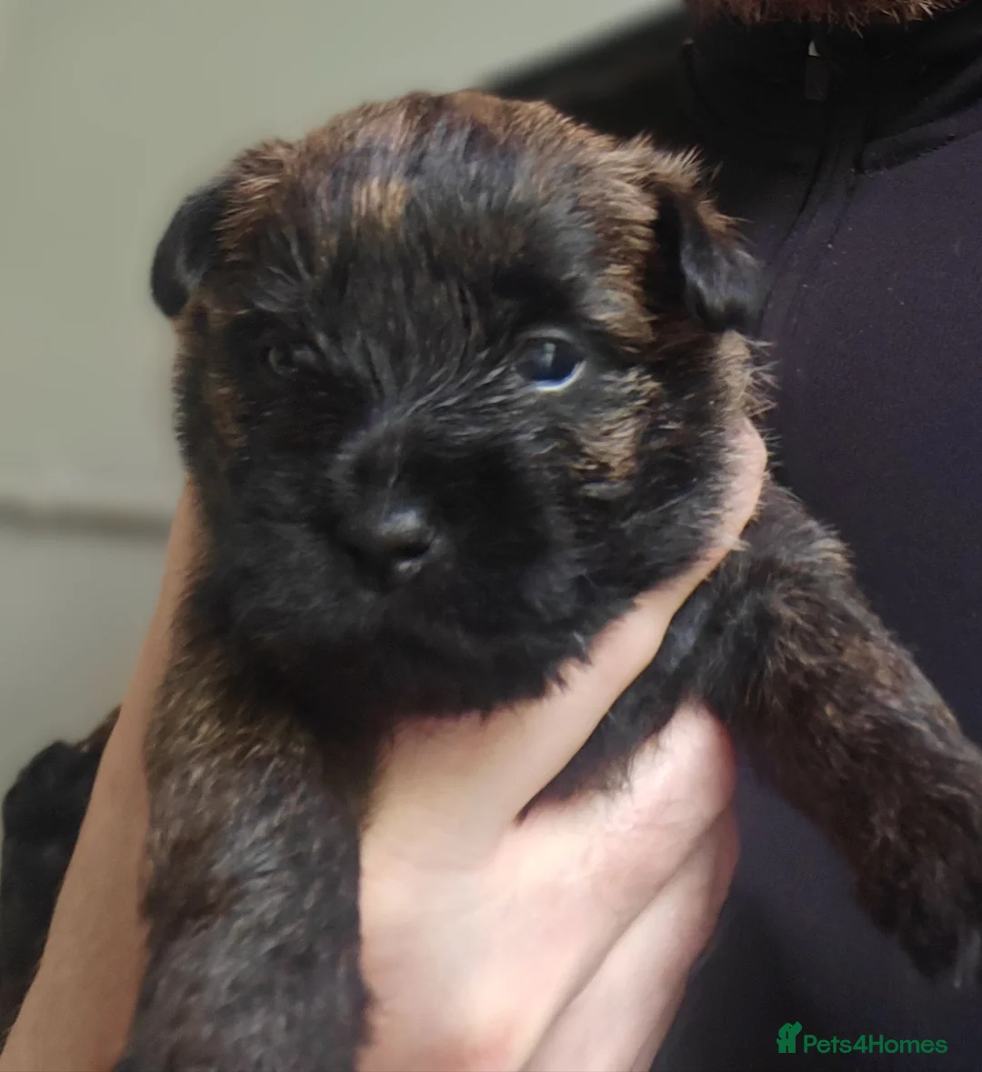 Cairn Terrier dogs for sale: Briarcastle Cairns, 3 beautiful dog puppies in Livingston - Advert 7