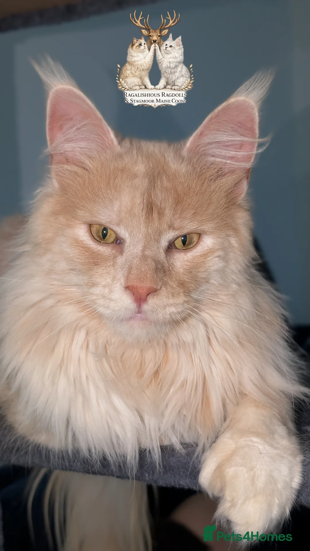 Maine Coon cats for stud: High Red Smoke 66/66 Polydactyl European line - Advert 5