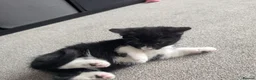 Mixed Breed cats for sale: Scottish straight, turquoise shell adorable 🥰  - Advert 21